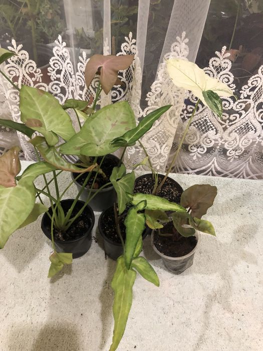 Кімнатні рослини, недорого.