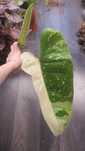 Philodendron Jose buono large form