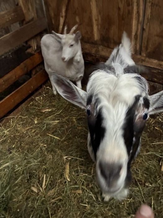 sprzedam koze i koziołka