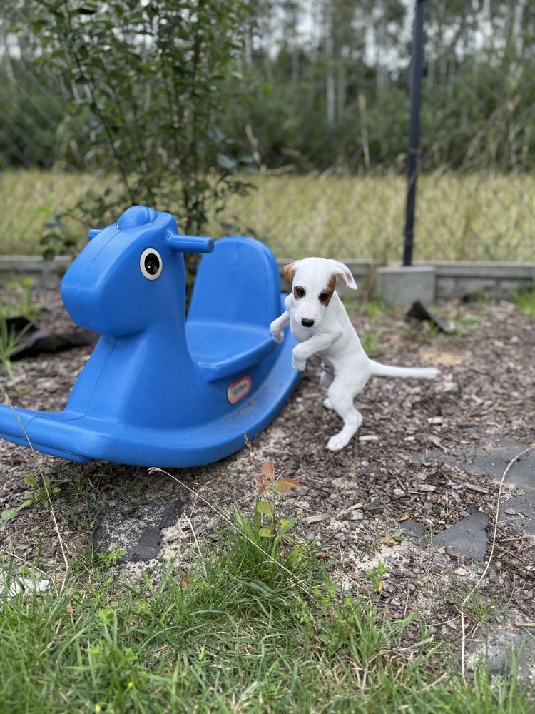 Parson Russell Terrier samiec do odbioru