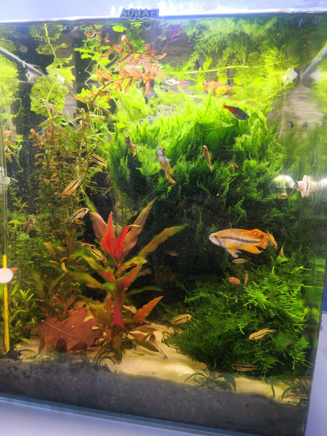 Ryba Pielegnica kakadu orange, Apistogramma cacatuoides młode 05.07