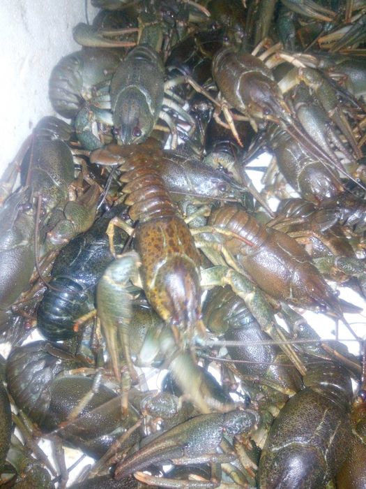 Ищем живые раки в любом количестве