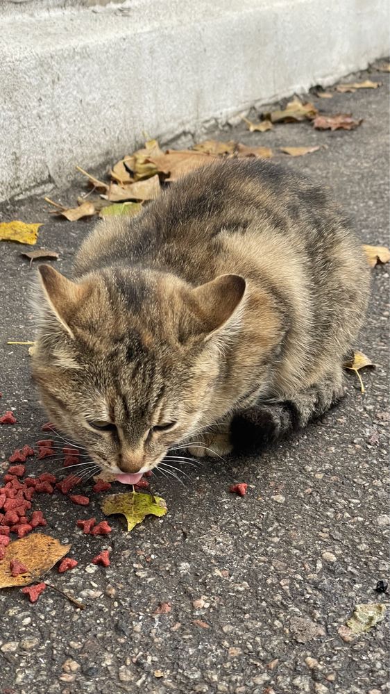 Шукаю дім для 1 кошеняти