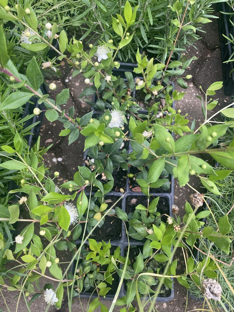 Myrtus communis