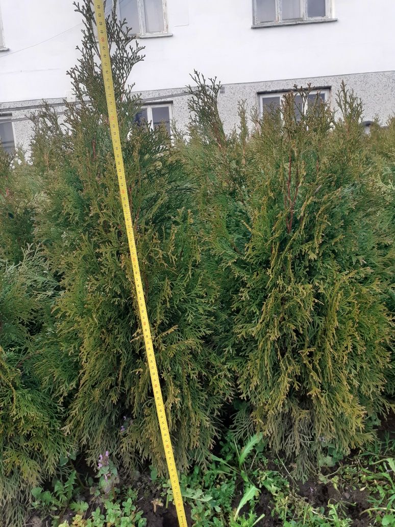Tuja, Thuja Szmaragd  80-90 cm kopana z gruntu