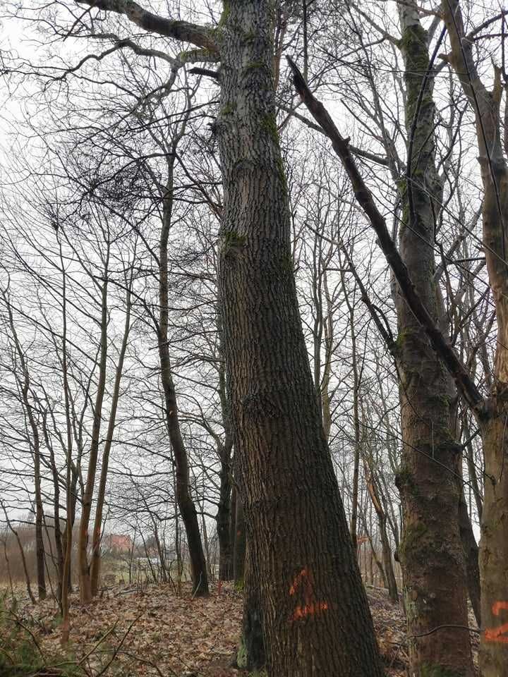 Dąb , Jesion kłoda dębowa
