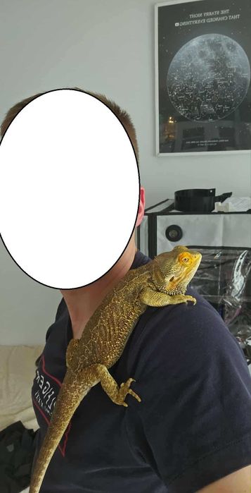 Agama + terrarium