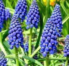 Цветы бордюрные мускари, птицемлечник