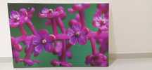 Tela realista - quadro com flor rosa