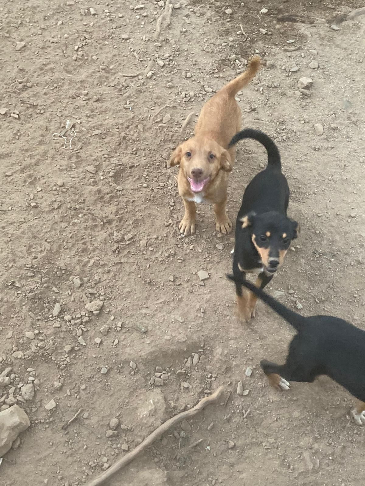 Cachorros para dar