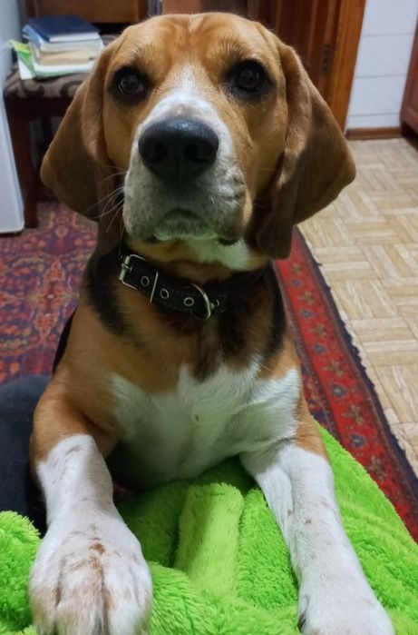 Вязка  бігль  чистокровний з документами кобель  2,5 роки