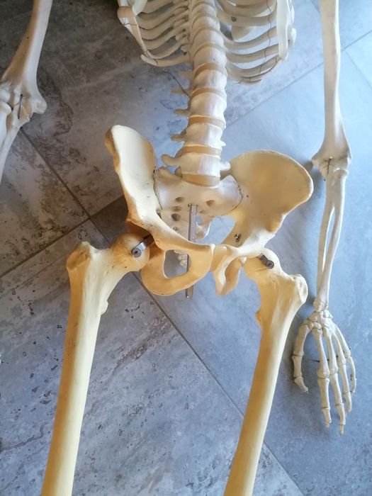 Szkilet edukacyjny człowieka  150 cm