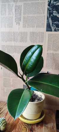 Ficus elastica w doniczce ceramicznej