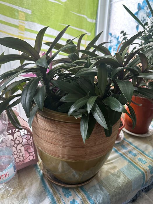 квіти у вазонах кімнатні