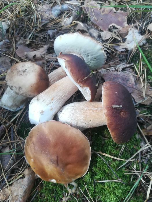 Sprzedam świeże grzyby