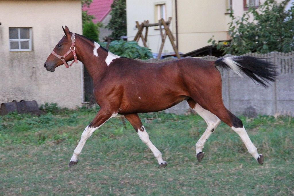 Wałach Wielkopolski