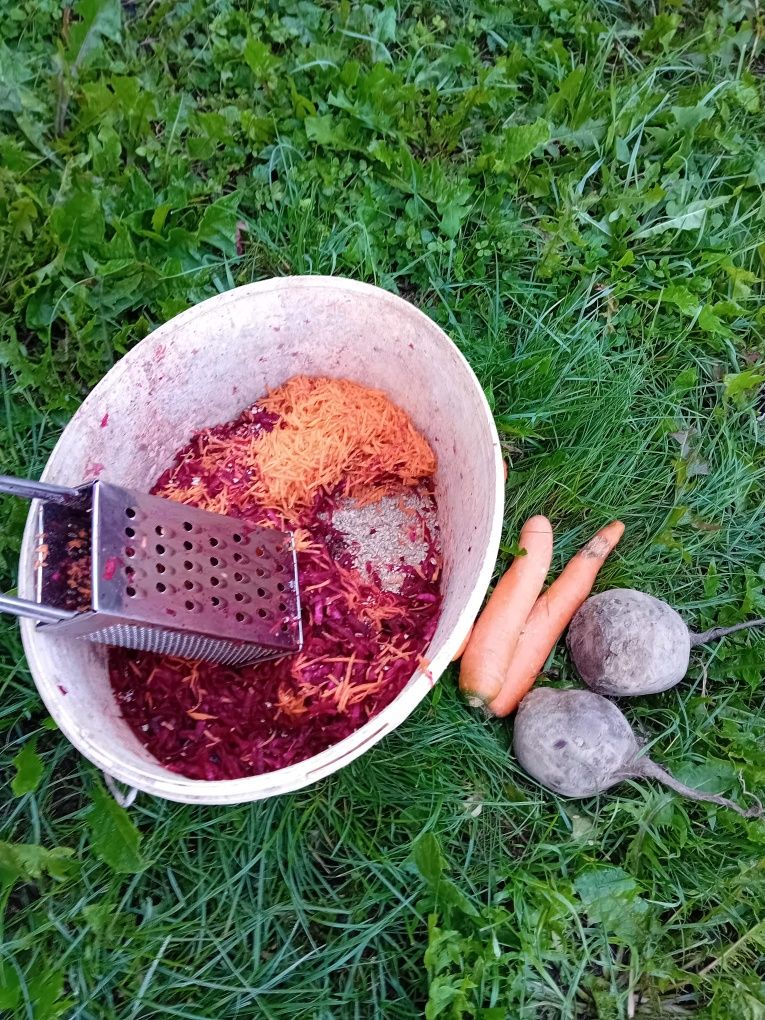 Kura kury naturalne kury Rosy ekologiczne kury