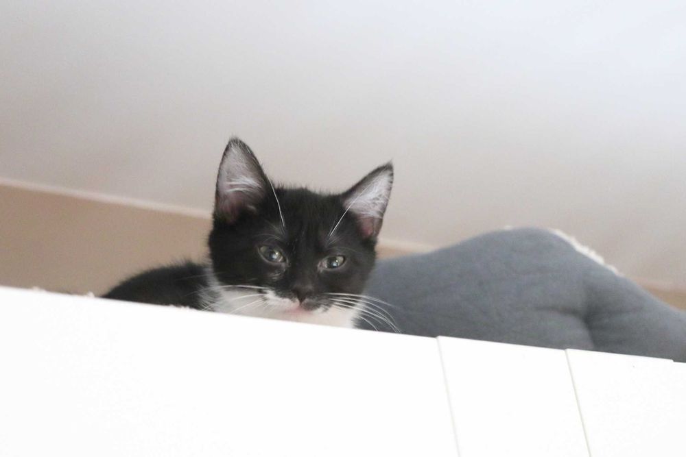 Mięta - chętnie nada orzeźwienia twojemu życiu!