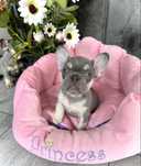 Buldog francuski blue lilac tan suczka gotowa do odbioru