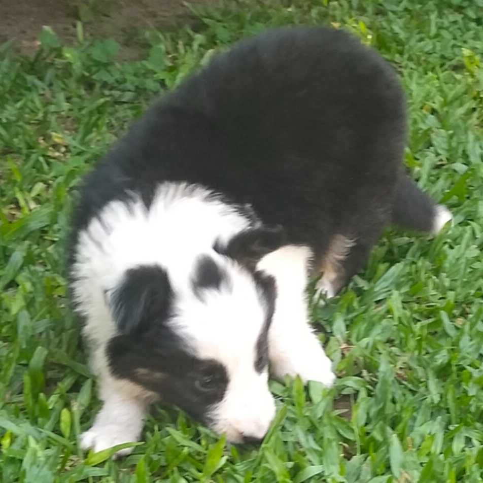Border collie tricolor