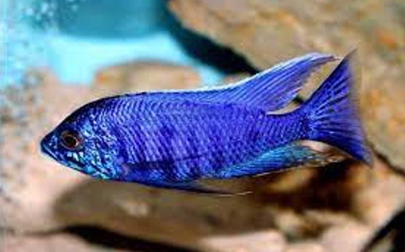 Copadichromis azureus - Pyszczak - dowozimy do klienta, wysyłamy