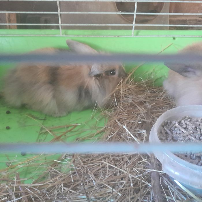 Vendo coelhos anoes de orelhas caidas