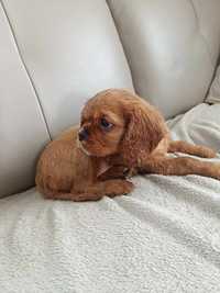 Cavalier King Charles Spaniel Suczka