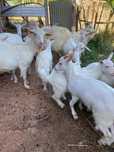 Cabras brancas para criação