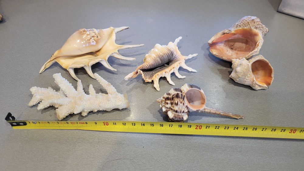 Океанічні мушлі ракушки зірка