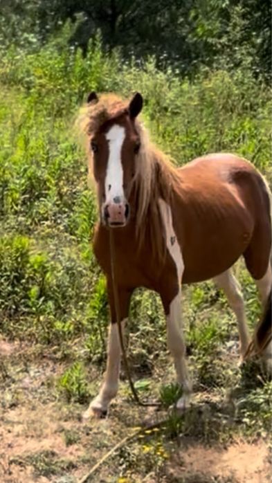 Vendo ponei lindo 3 anos cx whelsh