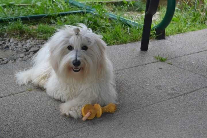 Coton de tulear Przepiękny piesek . Prawdziwy rodowód ZKwP (FCI)