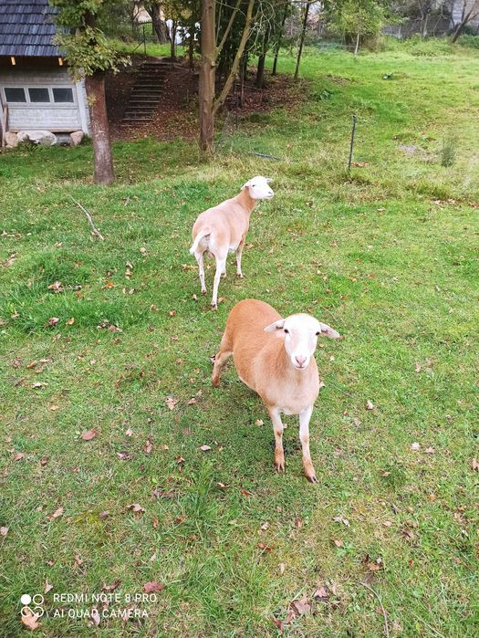 Zamienię lub sprzedam owieczkę rasy Dorper-Kamerun 50/50