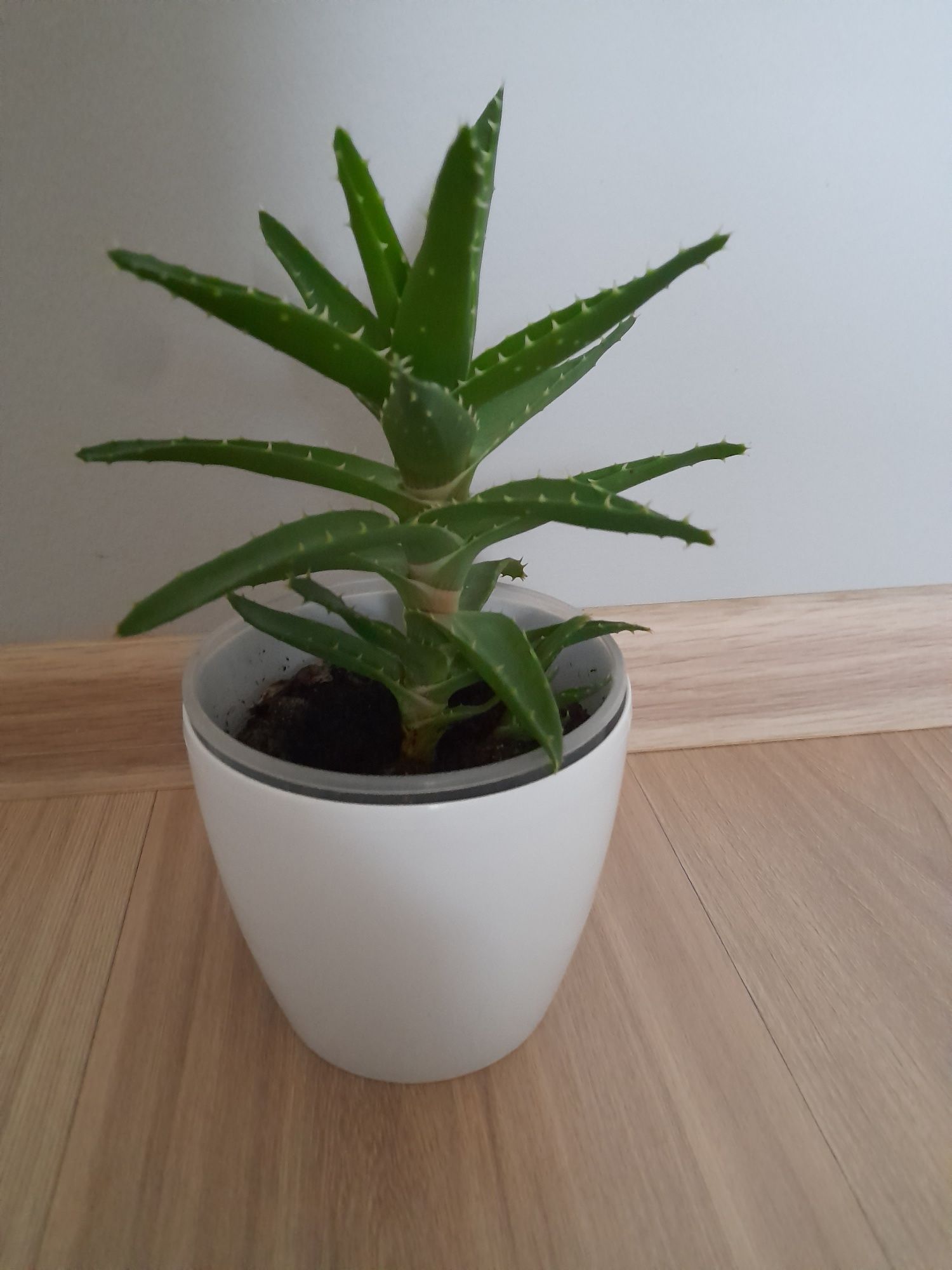 Aloes roślina doniczkowa