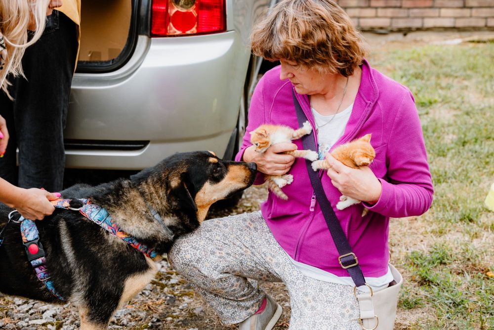 Uratujesz? Różne koty do adopcji
