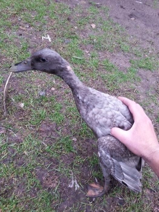 Gęsi landes, garbonose, kaczki biegusy indyjskie, staropolskie