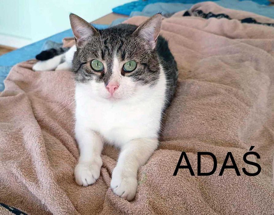 Adaś szuka kochającego domu!