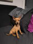 Pinscher macho com 2 meses