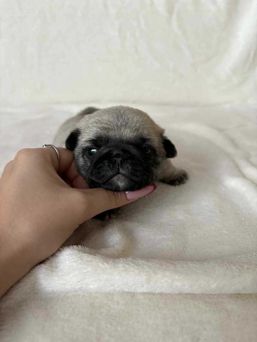 Przepiękny Piesek Mops