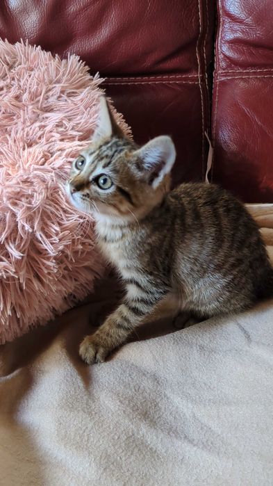 Gatinha 2 meses para adoção