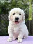 Golden Retriever menina