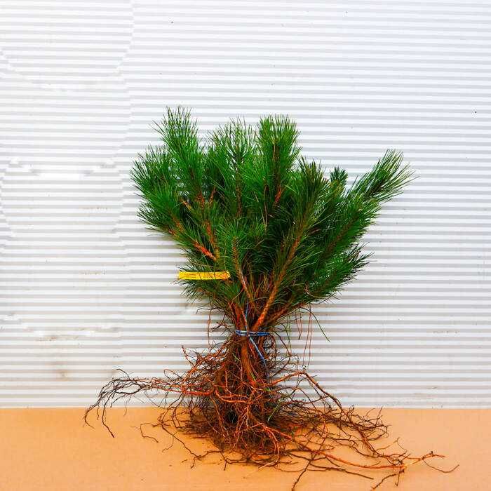 Sosna czarna kopana z gruntu