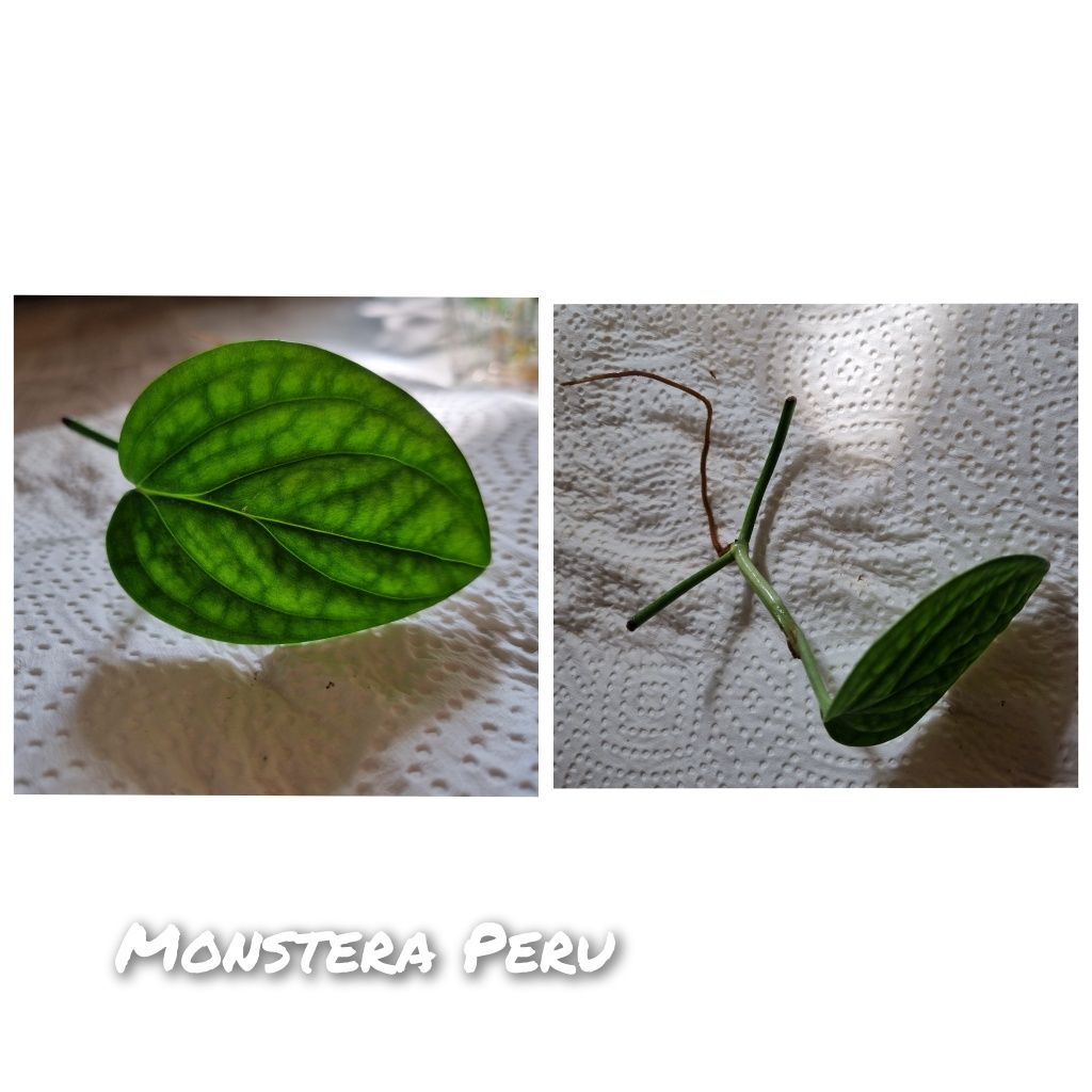 Monstera Peru, ukorzenione pędówki