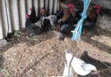 Poedeiras  Marans e ovos cor chocolate