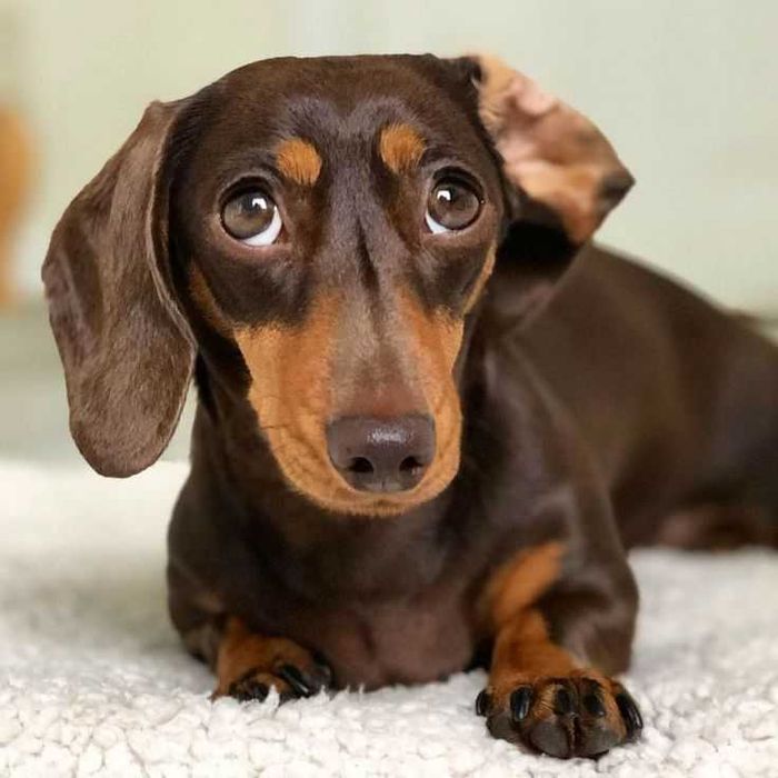 Такса . Вязка. Мальчик