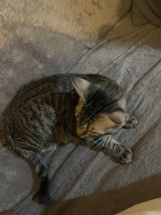 Gatinho para adoção