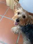 Cadela pequena para adoção