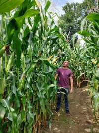 Nasiona kukurydzy kukurydza Exxposition RGT Darmowa wysyłka