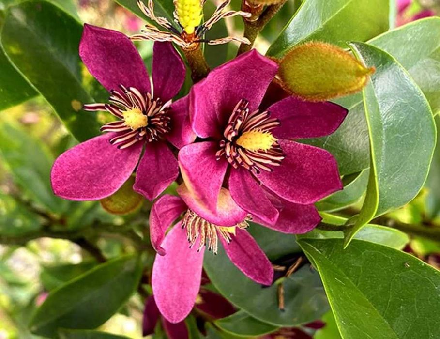 Magnolia wieczniezielona "Stellar Ruby", piękny zapach!