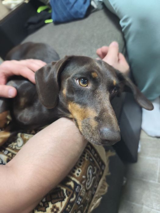 Цуценята такси, шукають родину!