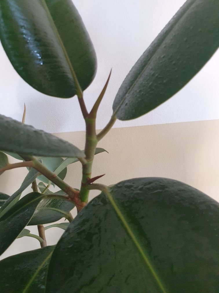 Figowiec sprężysty - Ficus elastica Robusta